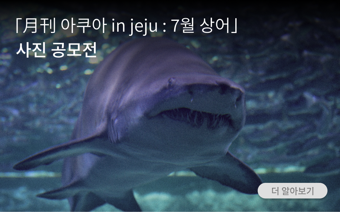 
              상어 사진 공모전
              