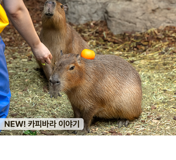 아쿠아플라넷 일산