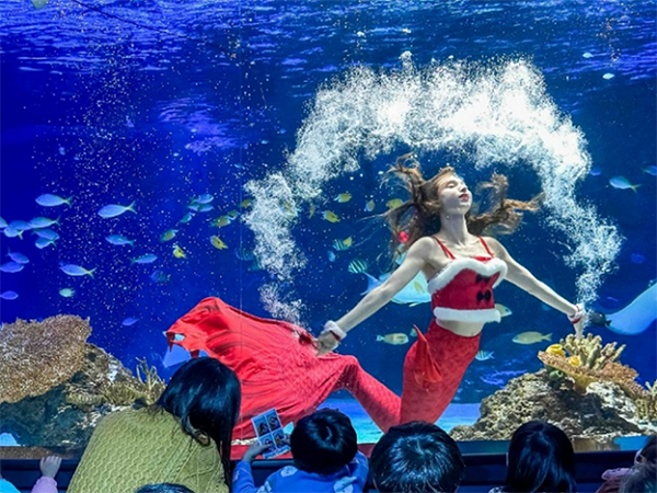 아쿠아플라넷 크리스마스 특별 공연 이벤트