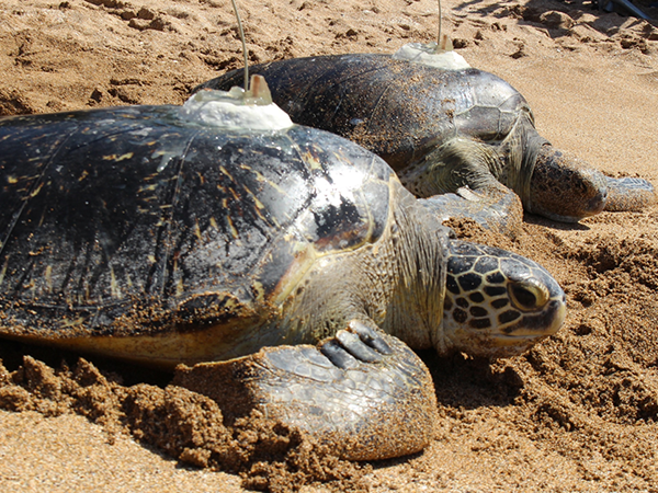 아쿠아플라넷 크리스마스 특별 공연 이벤트