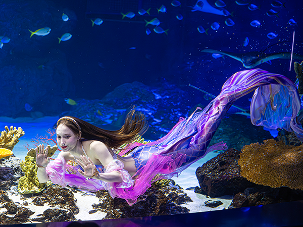 아쿠아플라넷 크리스마스 특별 공연 이벤트