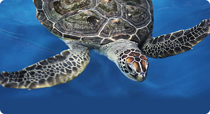 거북이가 물속에서 해엄치는 사진01