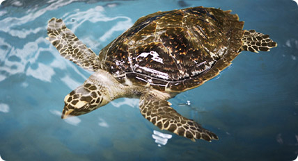 거북이가 물속에서 해엄치는 사진02
